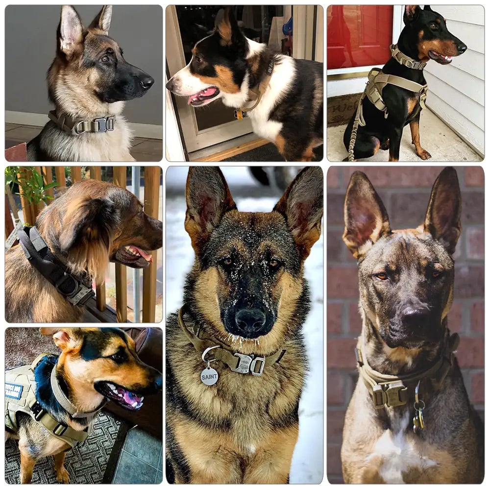 Heavy duty Dog Collar